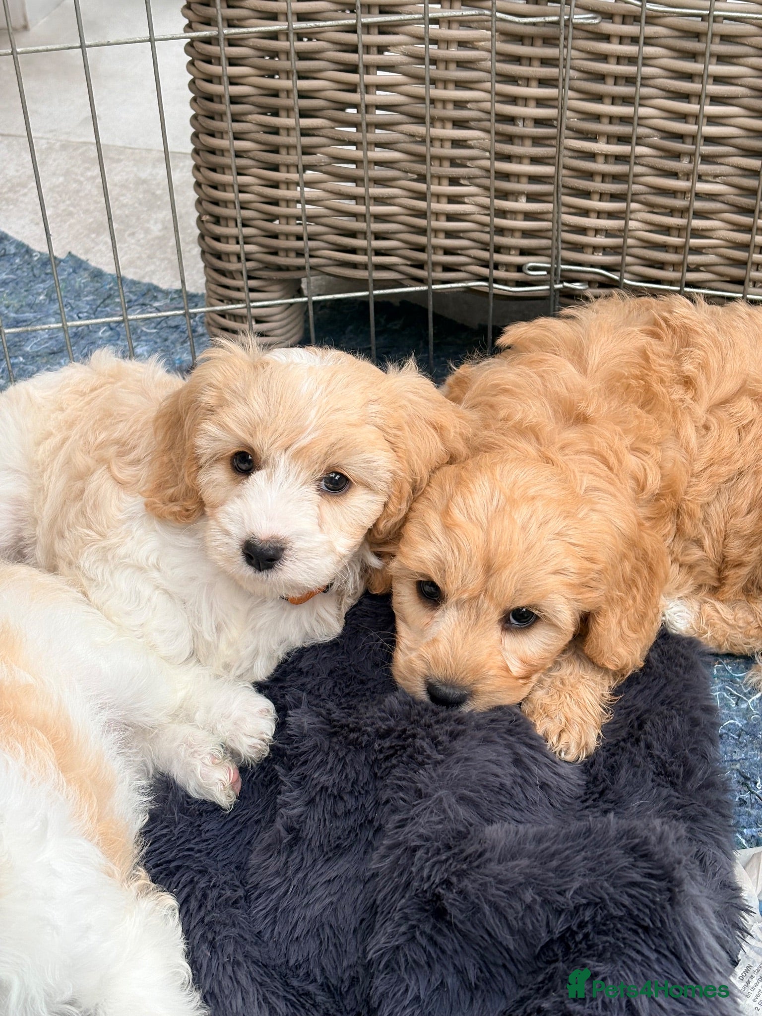Cavapoo dogs Cavapoo puppies - Advert 14