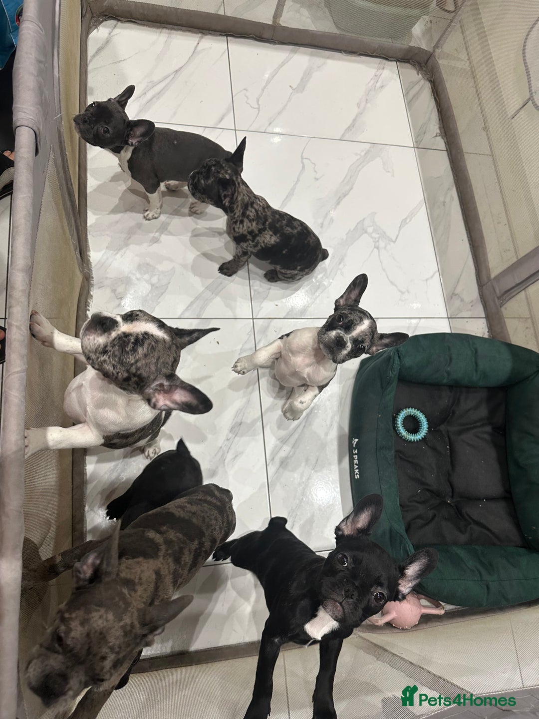 French Bulldog dogs for sale: French Bulldog Puppies for sale  - Advert 8