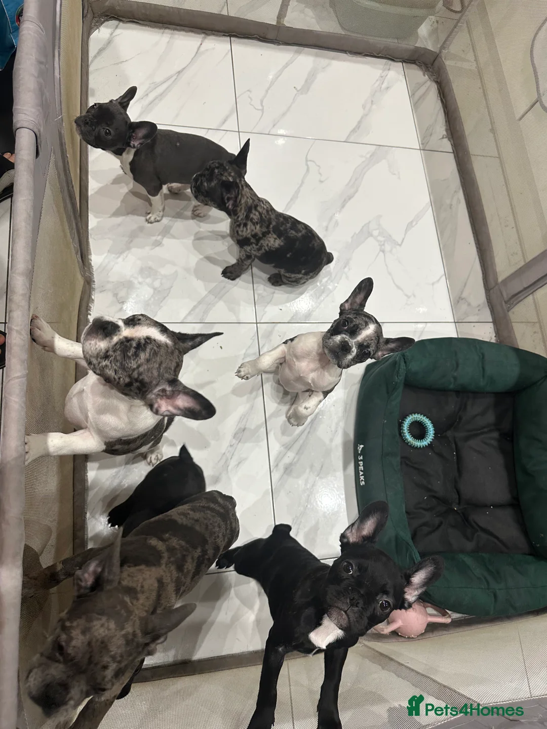 French Bulldog dogs for sale: French Bulldog Puppies for sale  - Advert 8