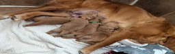 Golden Retriever dogs for sale: Dark golden retriever puppies. Repeat mating  - Advert 7