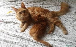 Maine Coon cats for sale: GCCF registered MC kittens  - Image 2