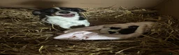 Jack Russell dogs for sale: jack Russel puppies for sale  - Advert 11