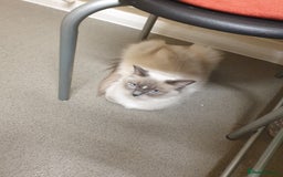 Ragdoll cats for sale: Ragdoll (bicolour)kittens  - Image 6