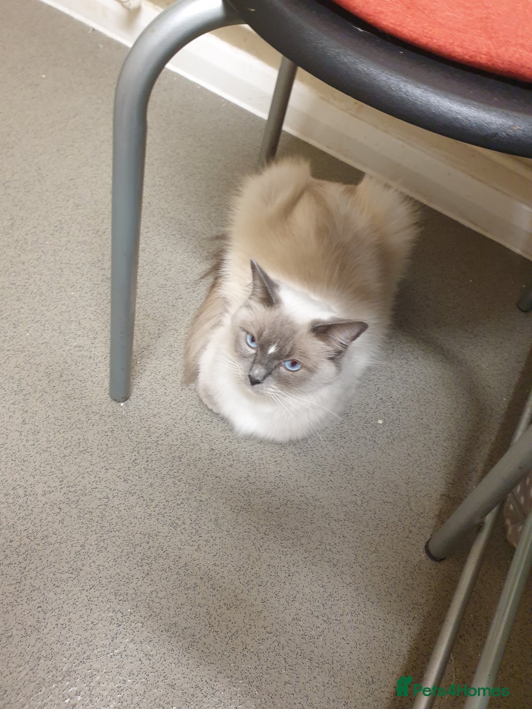Ragdoll cats for sale: Ragdoll (bicolour)kittens  - Image 6