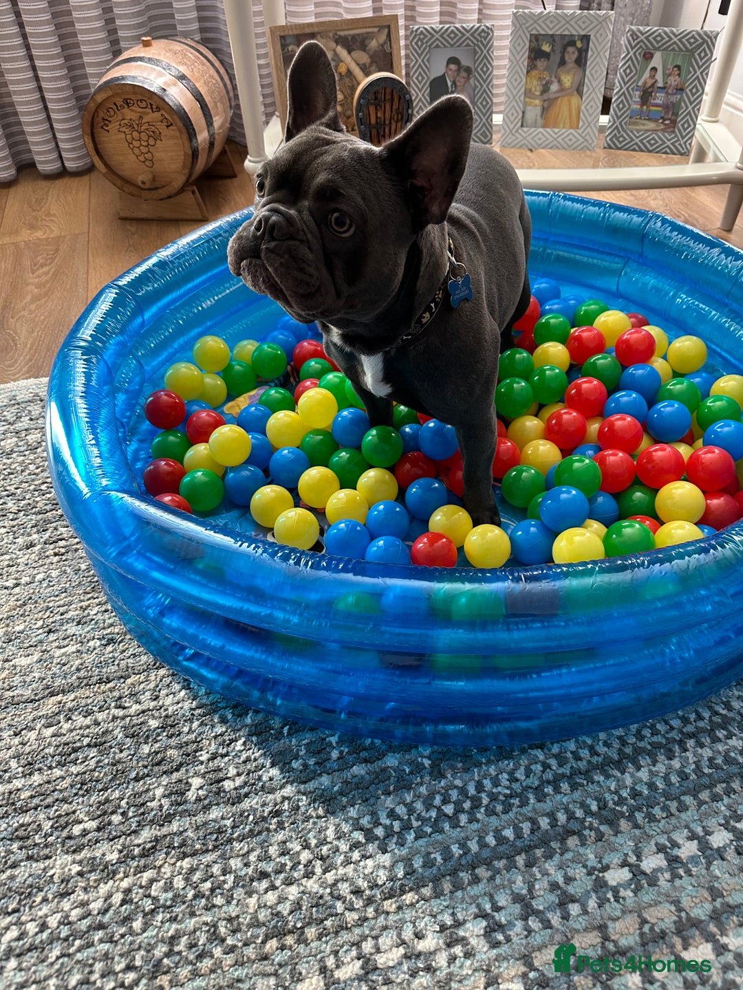 French Bulldog dogs for stud: Blue&Tan French Bulldog ready for stud £500 in Northampton - Advert 11