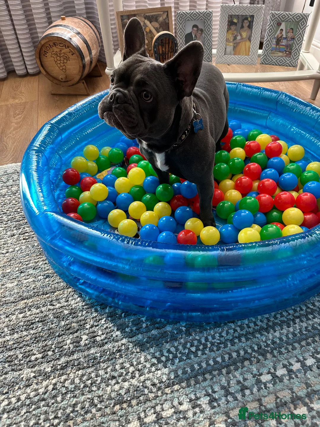 French Bulldog dogs for stud: Blue&Tan French Bulldog ready for stud £500 in Northampton - Advert 11