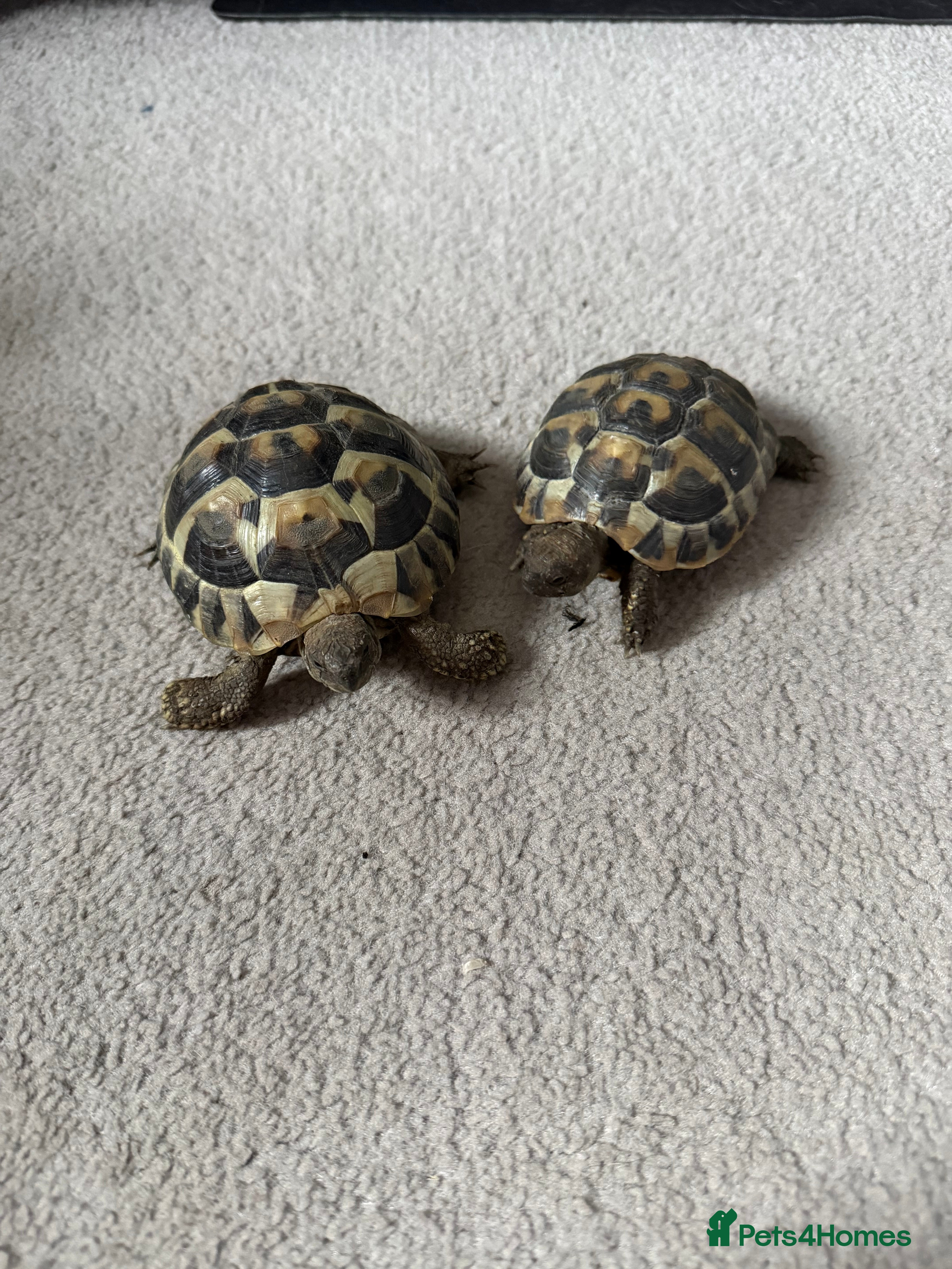 Tortoise reptiles 2 x hermann tortoises with complete set up  - Advert 1