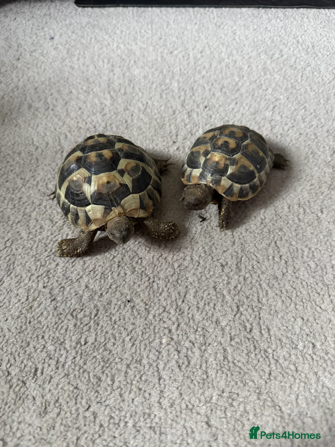 Tortoise reptiles for sale: 2 x hermann tortoises with complete set up  - Advert 1