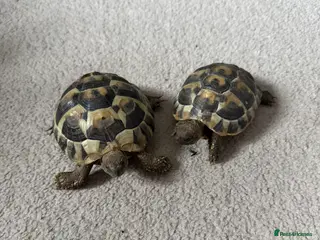 Tortoise reptiles 2 x hermann tortoises with complete set up - Advert 15
