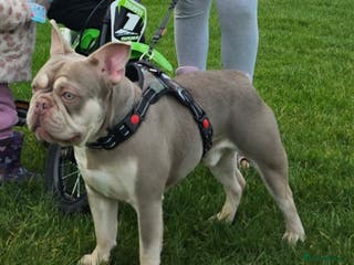 French Bulldog dogs New shade & tan carrying fluffy & cream - Advert 10