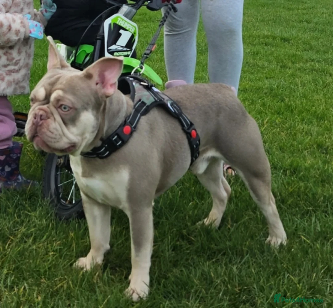 French Bulldog dogs for stud: New shade & tan carrying fluffy & cream - Advert 1