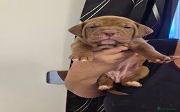 Mixed Breed dogs for sale: Dogue de bordeaux x staff puppies  - Advert 1