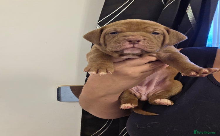 Mixed Breed dogs Dogue de bordeaux x staff puppies  - Advert 1