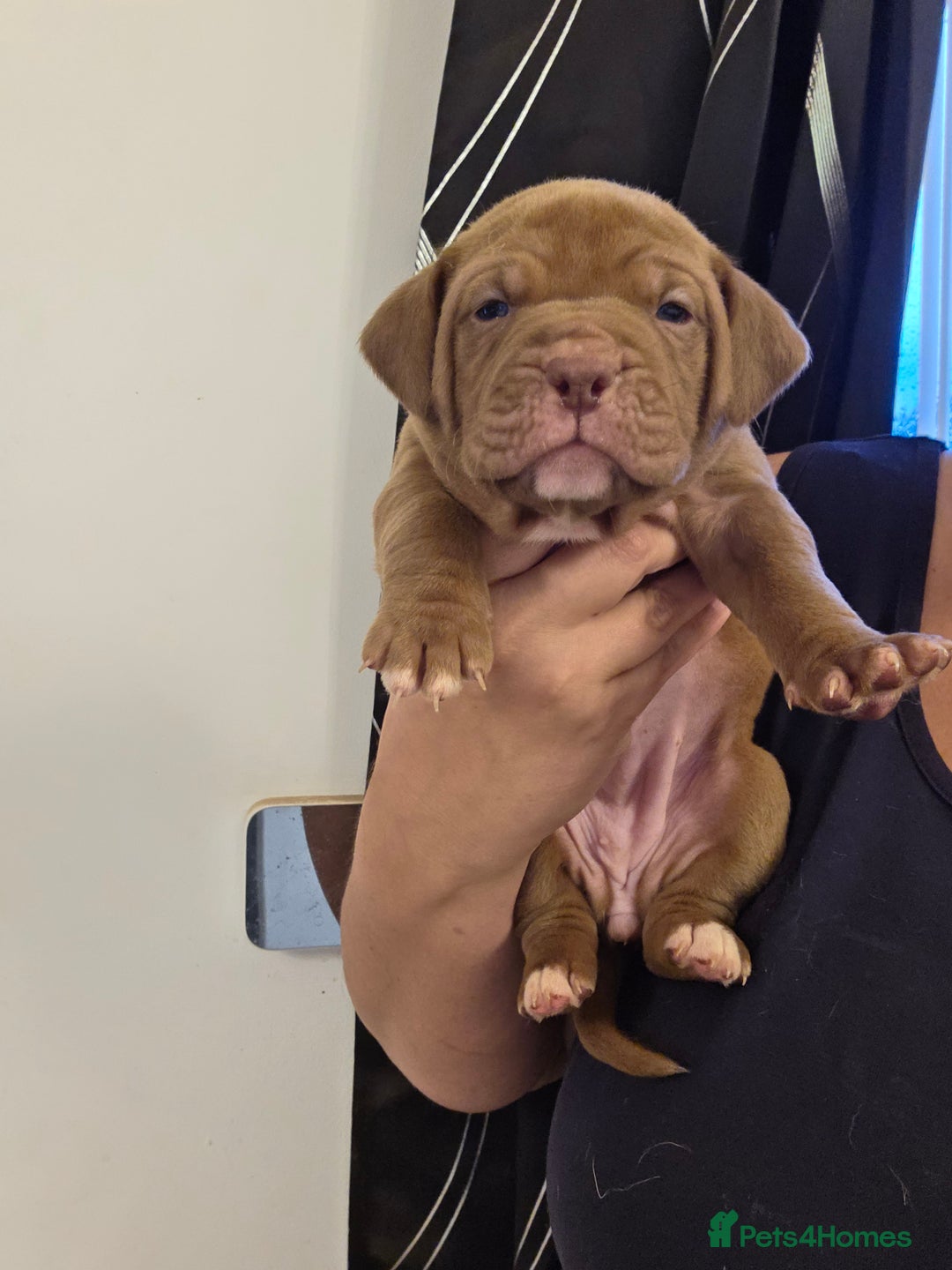 Mixed Breed dogs for sale: Dogue de bordeaux x staff puppies  - Advert 1