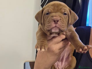Mixed Breed dogs for sale: Dogue de bordeaux x staff puppies - Advert 2