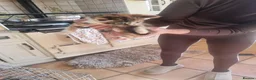 Mixed Breed cats for sale: 3 beautiful girl Kittens for sale ❤️  - Advert 10