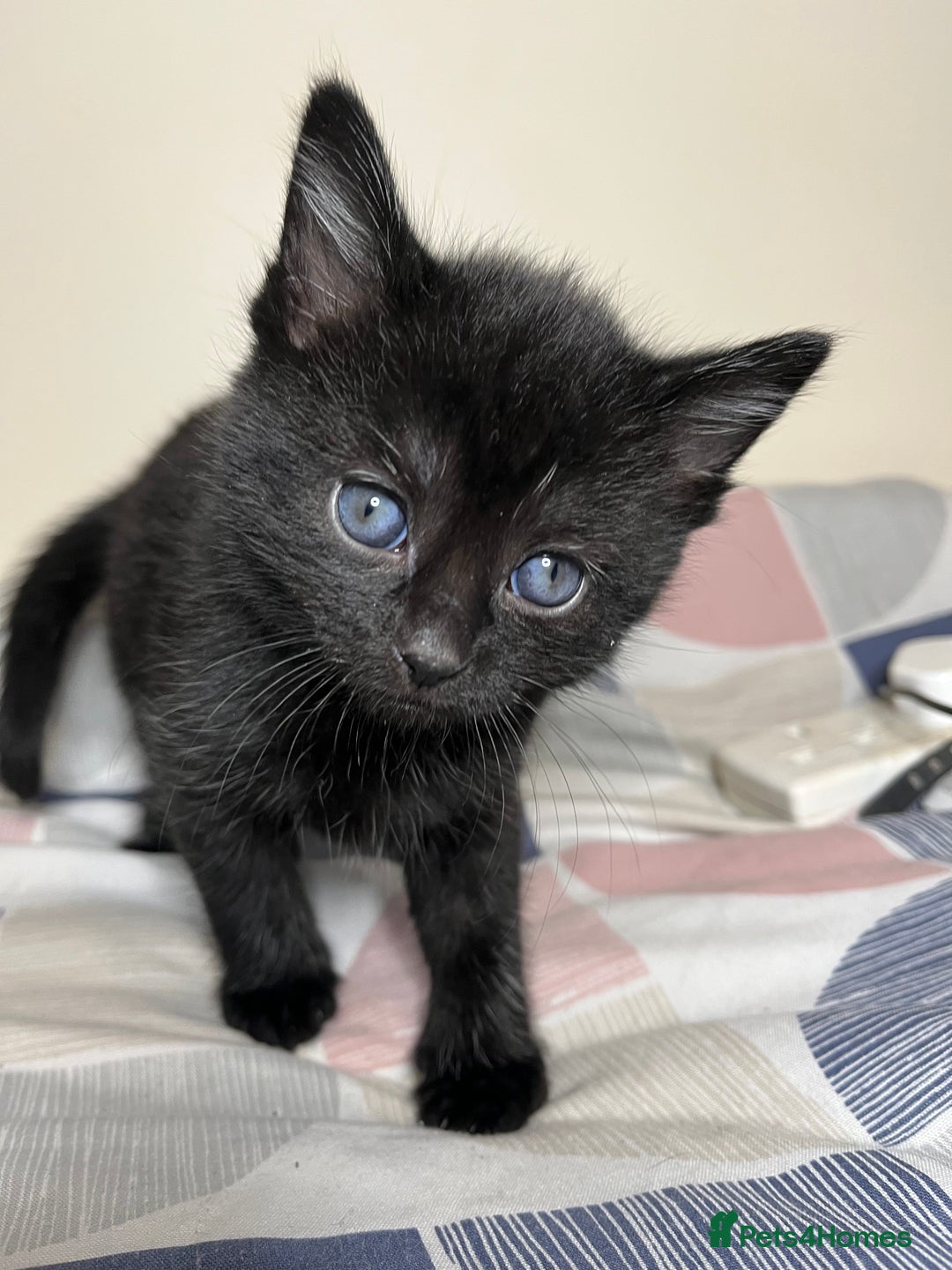 Mixed Breed cats for sale: 🐾 Adorable Litter of 5 Playful Kittens  - Image 4