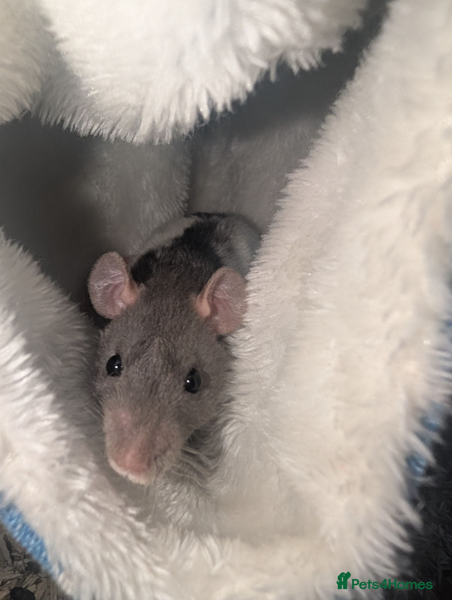 Rat rodents Rex babies - Advert 6