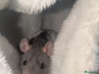 Rat rodents Rex babies - Advert 6