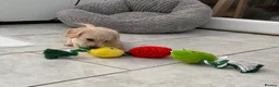 Dachshund dogs for sale: Kc Stunning Miniature Dachshunds  - Advert 23