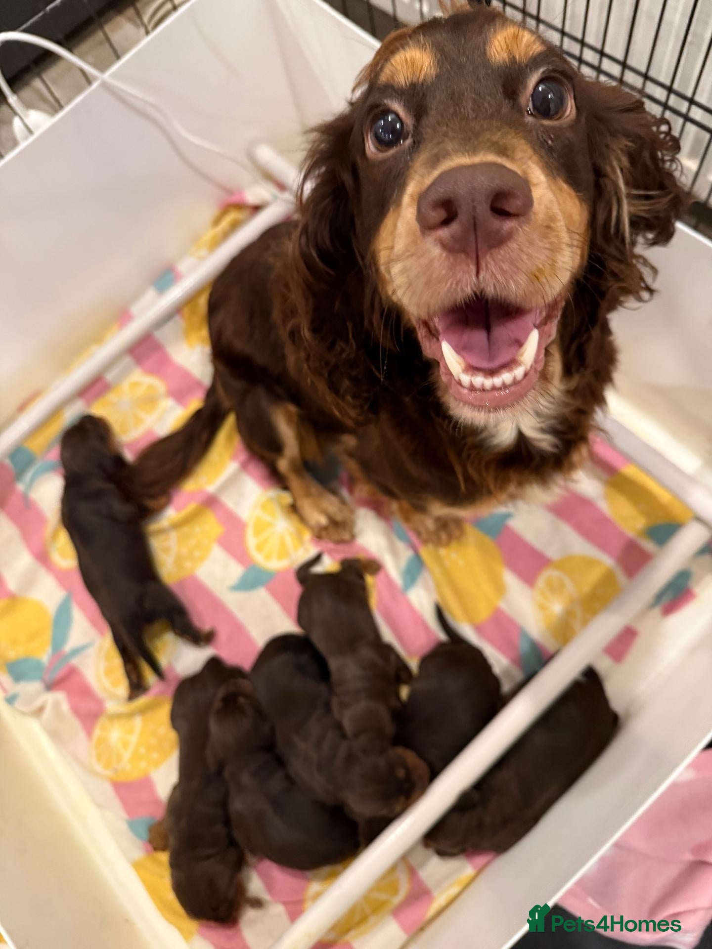 Cocker Spaniel dogs Kc Reg Brown/Tan And TriColour Working Cocker Pups - Advert 1