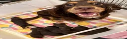 Cocker Spaniel dogs for sale: Kc Reg Brown/Tan And TriColour Working Cocker Pups - Advert 1
