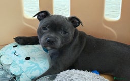 Staffordshire Bull Terrier dogs for sale: Stunning Staffordshire Bull Terrier pups   in Farnborough - Image 24