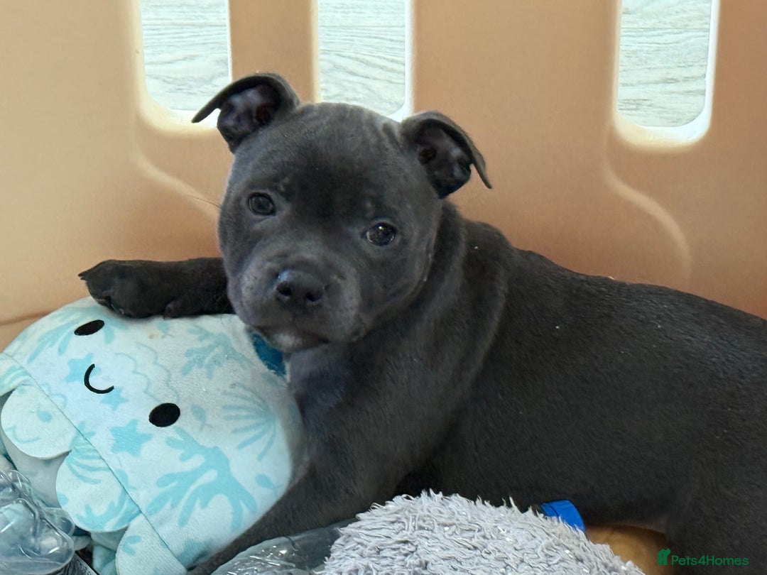 Staffordshire Bull Terrier dogs for sale: Stunning Staffordshire Bull Terrier pups   in Farnborough - Image 24