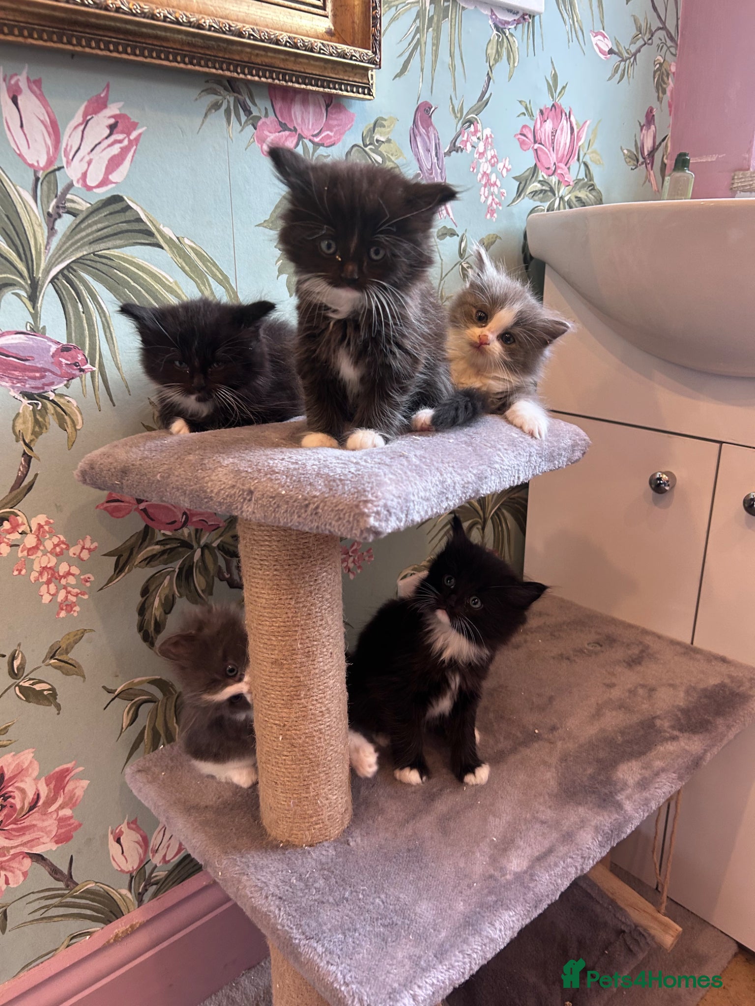 Ragdoll cats for sale: Ragdollxbsh kittens  - Advert 1