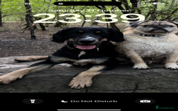 Mixed Breed dogs for sale: Jake  - Image 2