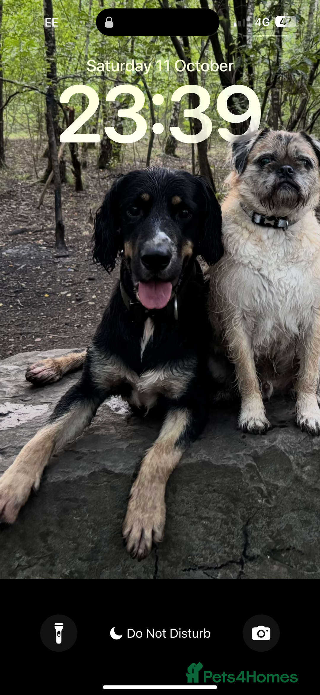 Mixed Breed dogs for sale: Jake  - Image 2
