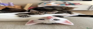 Domestic Shorthair 2