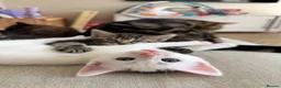 Domestic Shorthair cats for sale: Male Kittens Ready In TWO WEEKS - Advert 16