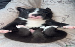 Mixed Breed dogs for sale: Puppies for sale  - Image 6