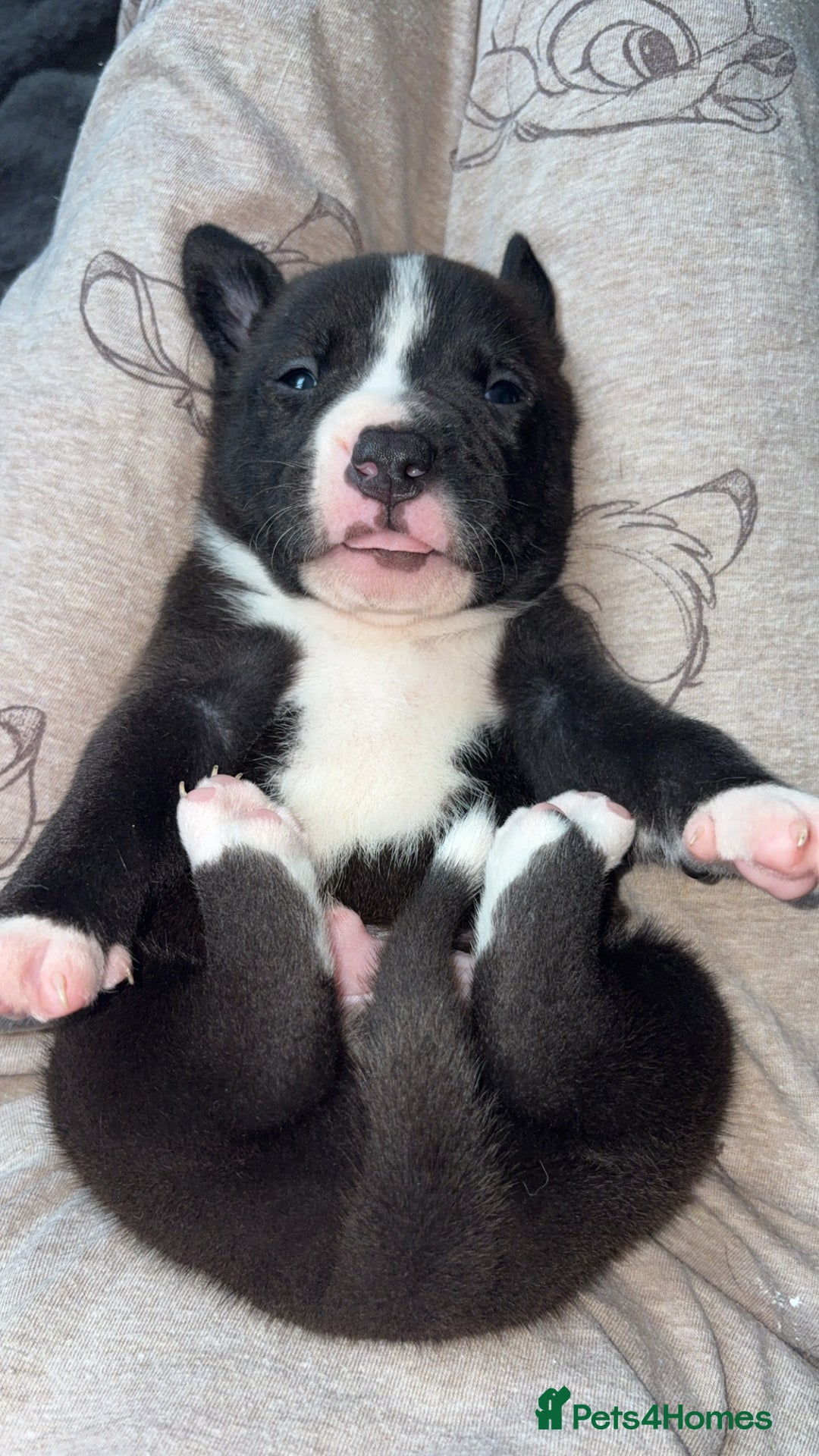 Mixed Breed dogs for sale: Puppies for sale  - Image 6