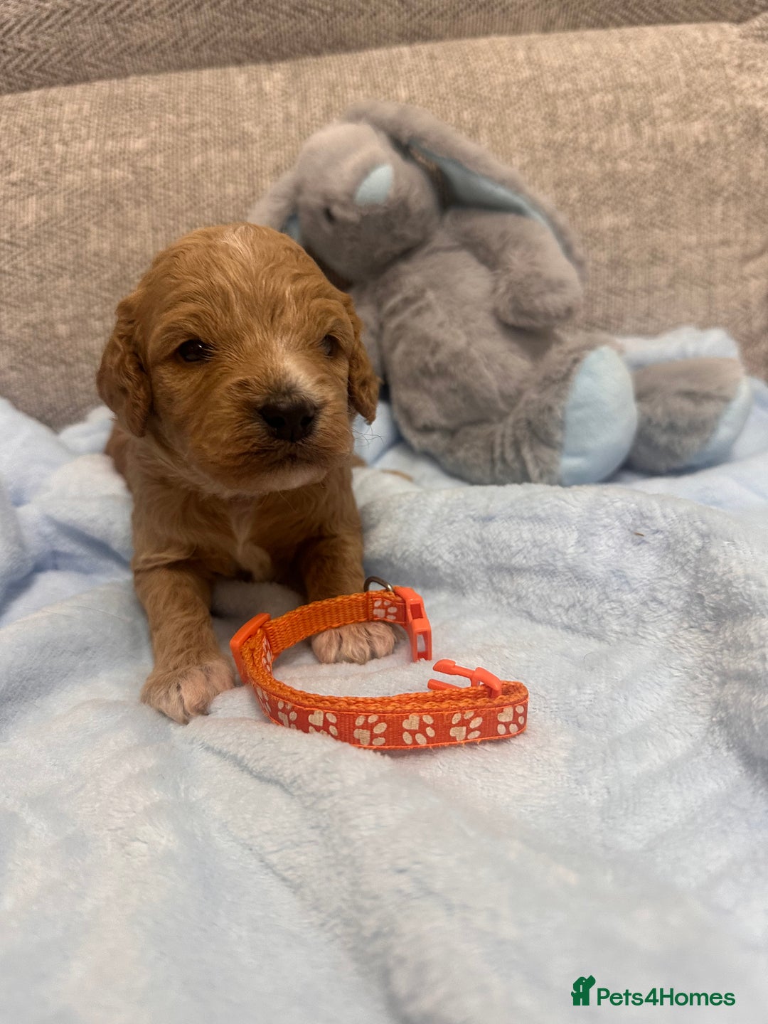 Cavapoo dogs for sale: Stunning F1b Cavapoos - Advert 11