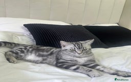 British Shorthair cats for sale: Gorgeous friendly british short hair girl - Image 9