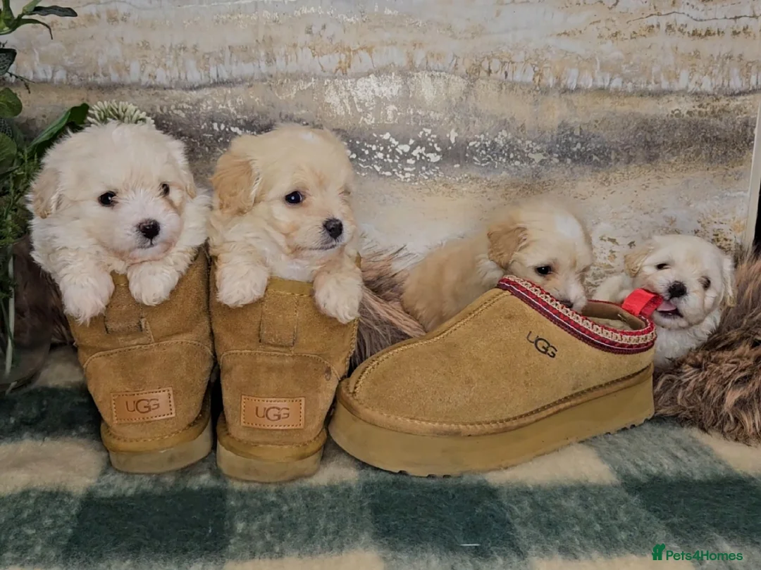 Maltipoo dogs for sale: Exceptional TINY toy🧸 Japanese X Asian Maltipoos - Advert 13