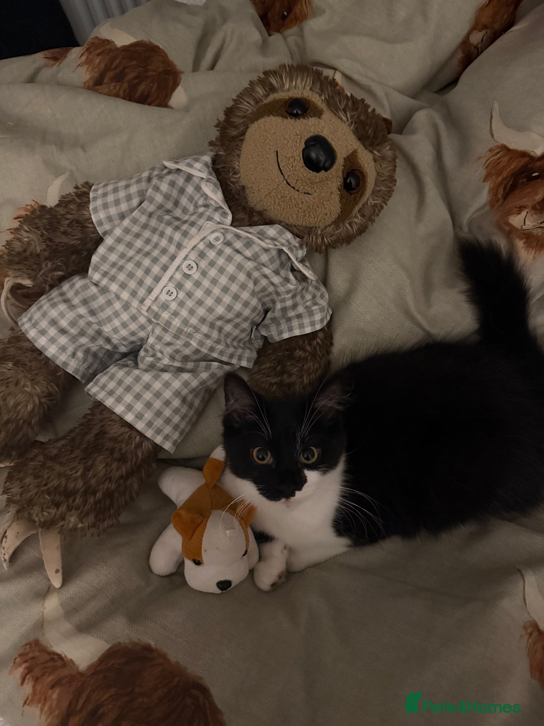 Mixed Breed cats for sale: Lovely black and white 6 month kitten - Advert 3