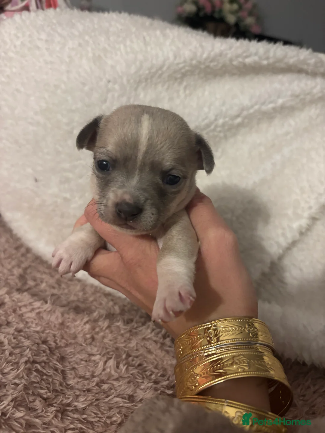 Jack Chi dogs for sale: 3/4 chihuahua 1/4 jack  in Leigh-on-Sea - Advert 7