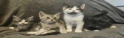 Maine Coon cats for sale: Maine coon cross kittens  in Weston-super-Mare - Advert 2