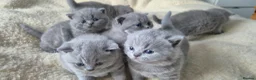 British Shorthair cats for sale: 🐾British Shorthair Kittens Top&Finest Quality  - Advert 7