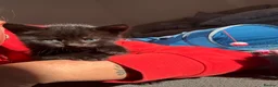 Mixed Breed cats for sale: Kittens  in Bristol - Advert 9