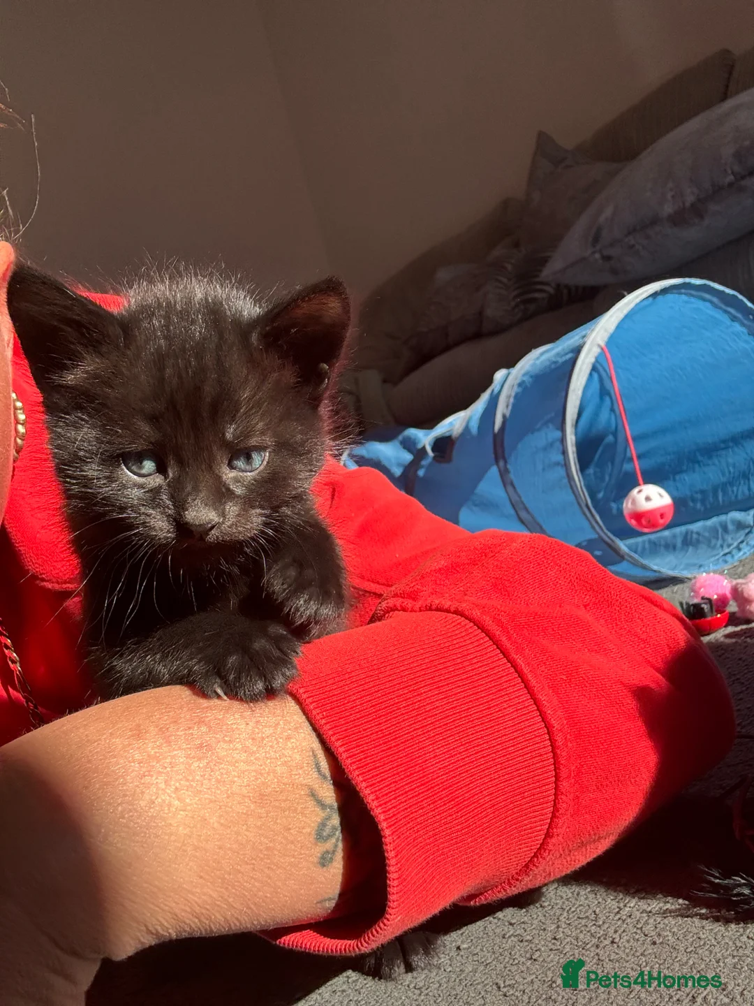 Mixed Breed cats for sale: Kittens  in Bristol - Advert 9