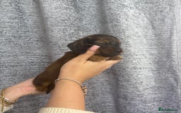 Miniature Dachshund dogs for sale: Amazing Champ Bloodlines Mini Dachshunds ✨ - Image 4