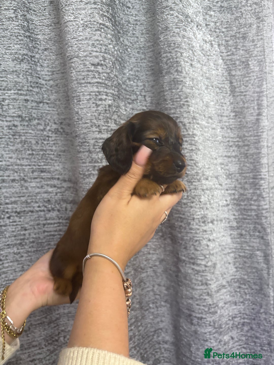 Miniature Dachshund dogs for sale: Amazing Champ Bloodlines Mini Dachshunds ✨ - Image 4
