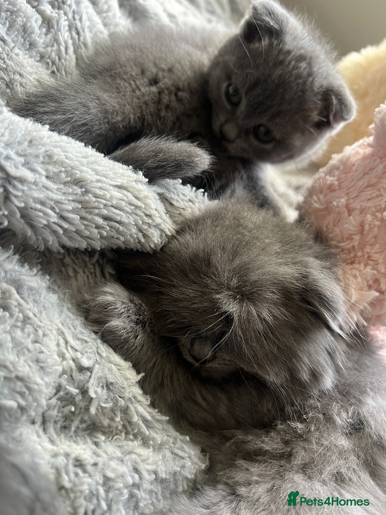 Scottish Fold cats for sale: 5 beautiful Scottish Fold’s kittens  - Advert 2