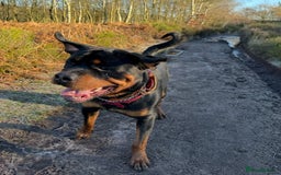 Rottweiler dogs for sale: 3 year old male Rottweiler  - Image 11