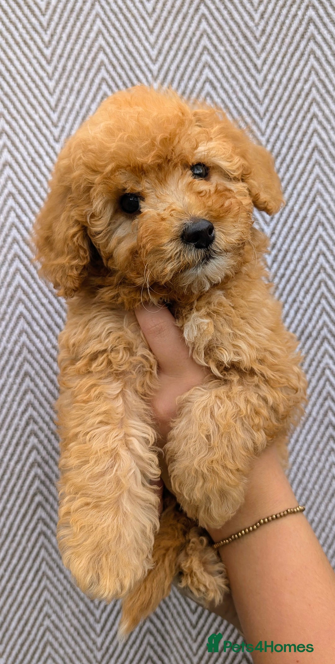 Labradoodle dogs for sale: READY NOW-HEALTH TESTED F1B Miniature Labradoodle - Image 7
