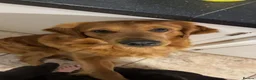 Golden Retriever dogs for sale: Golden Retriever Puppies  - Advert 8
